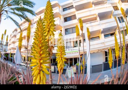 February 02 2022-Various bright yellow tropical flowers are found on the streets of Puerto Rico's Grand Canary Stock Photo