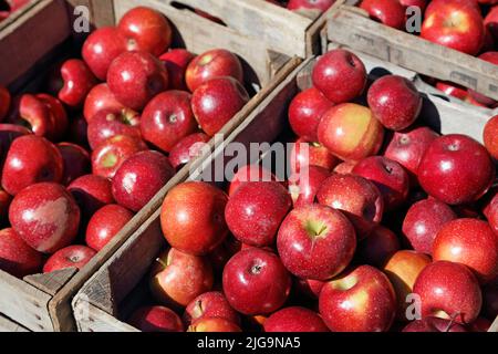 Harvested Rome Beauty apples in wooden crates during fall Stock Photo