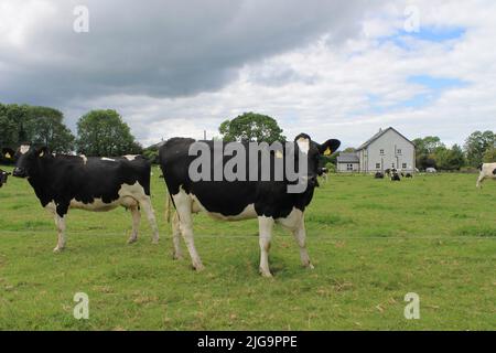 Cows of Castlelyons Stock Photo - Alamy