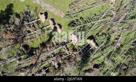 GLEN CLOVA, SCOTLAND, UK - 07 July 2020 - Fallen Scots Pine trees left after Storm Arwen left 1 million metres square of this damage across Scotland Stock Photo