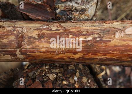 Trunk without bark Stock Photo