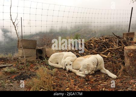 Dogs sleeping on dry land in the mountains in winter foggy morning Stock Photo
