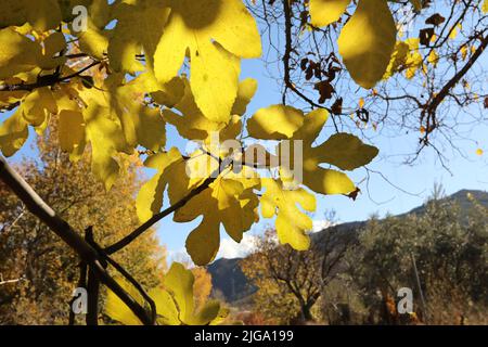 Autumn Yellow Leaves on Blue Sky. Oaktree fruit. Green leaves. Orange bay fruit Stock Photo