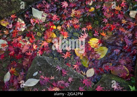 Autumn leaves stream Ueno Park Tokyo Japan 1 Stock Photo