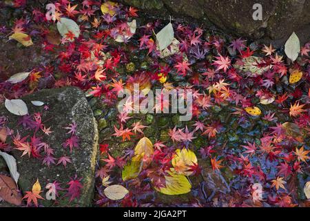 Autumn leaves stream Ueno Park Tokyo Japan 2 Stock Photo