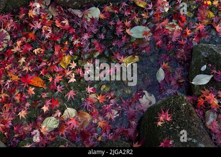 Autumn leaves stream Ueno Park Tokyo Japan 3 Stock Photo