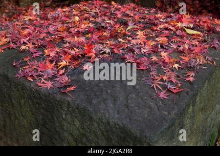 Autumn leaves stream Ueno Park Tokyo Japan 5 Stock Photo