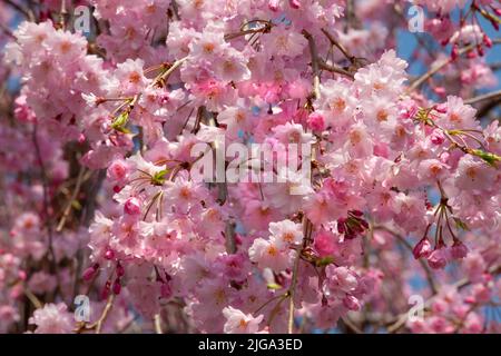 Haru matsuri spring festival hi-res stock photography and images