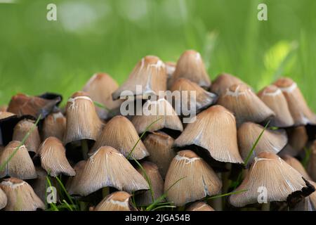 Cluster of mushrooms and bright green grass growing in a garden in spring. Bunch of poisonous fungus spreading in a field in nature on a sunny day Stock Photo