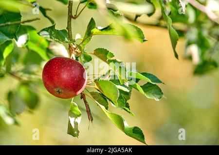 A single red apple growing and hanging on a tree branch in a sustainable farm outdoors with copy space. Ripe and juicy fruit cultivated for harvest Stock Photo