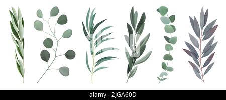 Eucalyptus 6 twigs branches with silvery round and oval elongated grey green leaves realistic set vector illustration Stock Vector