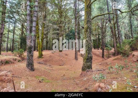 Pine trees in a forest in winter on the mountains. Landscape of many dry tree trunks on a sandy hill. A wild empty environment on the mountain of La Stock Photo
