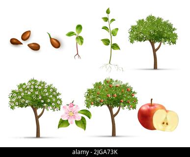 Apple tree life cycle set realistic vector illustration Stock Vector