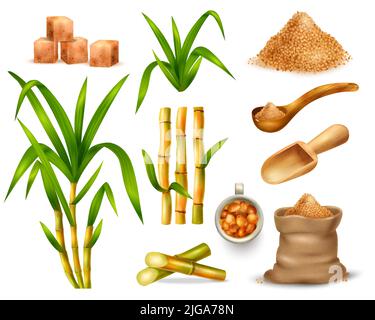 Sugar cane realistic set with manufacture symbols isolated vector illustration Stock Vector