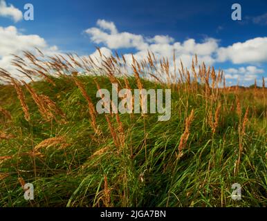 Colorful wheat flowers grow around reeds covered by thick grass. Blossoming and blooming wildflower plants in a serene, peaceful, tranquil private Stock Photo