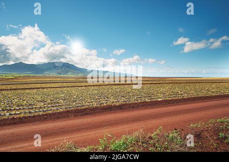 Landscape view of growing pineapple plantation field with blue sky, clouds and copy space in Oahu, Hawaii, USA. Dirt road leading through agriculture Stock Photo