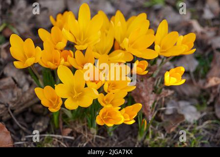 Yellow crocus flavus flowers growing in a garden or forest outside. Closeup of a beautiful bunch of flowering plants with vibrant petals blooming and Stock Photo