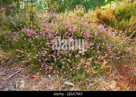 Textured detail of calluna vulgaris blossoming and blooming in wild nature. Scenic view of heather plant flowers growing and flowering on green bush Stock Photo