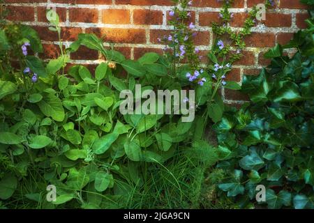 Bushes of violas growing in a green backyard garden against a wall. Closeup of beautiful violet flowering plants blossoming in a park. Flowers Stock Photo