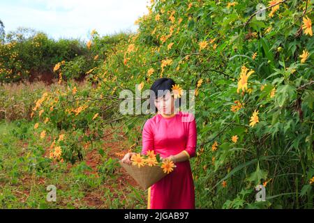 wild sunflowers bloom. A beautiful woman who wears pink traditional long dress is walking through wild sunflowers bloom Stock Photo