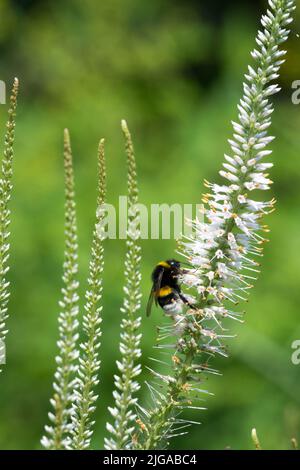 Bumblebee, Feeding on White Flower, Veronicastrum virginicum 'Album', Culvers Root, Garden Stock Photo