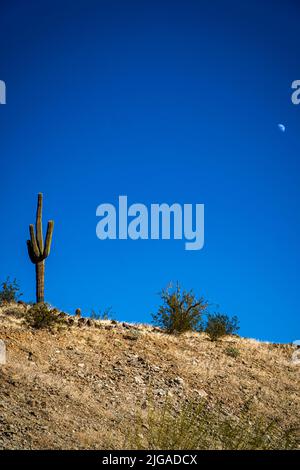A vertical shot of a cactus and bushes growing in the desert under the blue clear sky Stock Photo