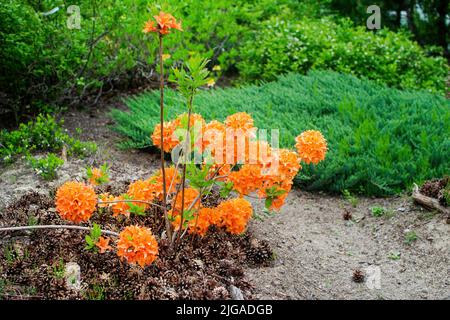 Orange rhododendron luteum or honeysuckle azalea. Blooming Japanese garden. Stock Photo