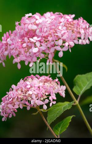 Beautiful Pink Hydrangea, Flower heads, Hydrangea arborescens "Pink Annabelle", Hydrangea "Pink Annabelle" Stock Photo