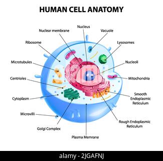 Human cell anatomy realistic infographics with labelled educational ...