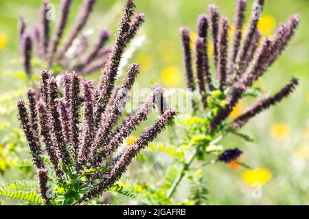 Flowering shrubs, Amorpha fruticosa, False Indigo Flowers, Purple, Desert Indigo, Leadplant Flowering Stock Photo