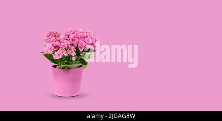 Pink hydrangea in flower pot isolated on pink summer background. Stock Photo
