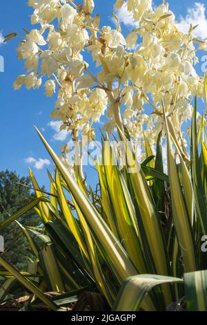 Yucca plant flower, Yucca filamentosa 'Golden Sword' variegated leaves and white bloom in the backlight, sky Spoonleaf Yucca Stock Photo