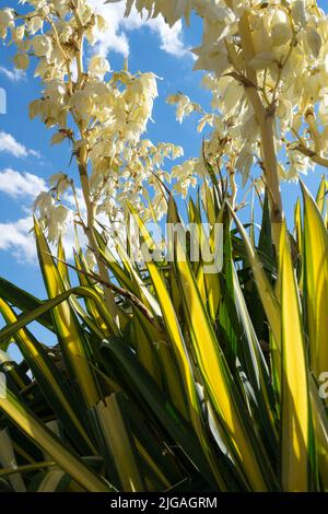 Spoonleaf Yucca 'Golden Sword', Adams Needle, North American, Native Plant, Flower, Variegated Leaves Stock Photo