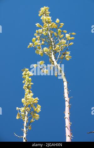 Soaptree Yucca, Succulent, Flower, Yucca elata, Flowering Stock Photo