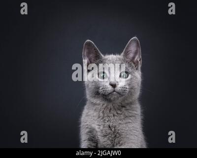 Funny head shot of excellent Russian Blue cat kitten, sitting up facing front. Looking strangly to the side avoiding camera. Isolated on a black backg Stock Photo
