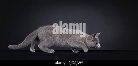 Excellent Russian Blue cat kitten, moving hunting side ways. Looking totally focussed on something. Isolated on a black background. Stock Photo