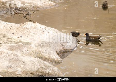 Eurasian common moorhen Gallinula chloropus chloropus feeding one of its chicks. Tecina. San Sebastian de La Gomera. La Gomera. Canary Islands. Spain. Stock Photo