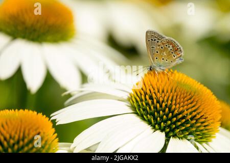 Common Blue Butterfly on Coneflower White Echinacea 'Lucky Star' Butterfly on flower Stock Photo