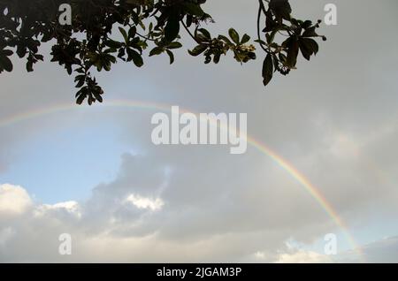 Rainbow under a loquat Eriobotrya japonica. Tecina. San Sebastian de La Gomera. La Gomera. Canary Islands. Spain. Stock Photo