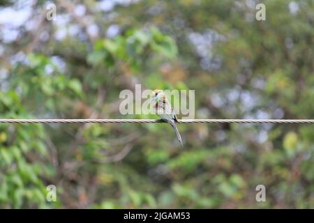 Indian green Bee-eater sitting on the electric line. Indian multicolor Bee-eater sitting on the electric line Stock Photo