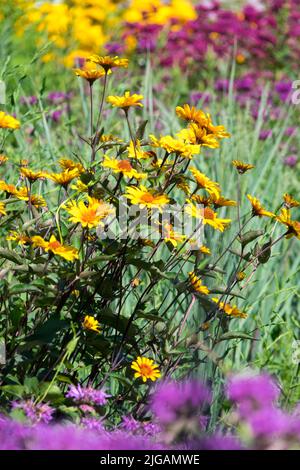 Flowering solitary plant in early summer colourful garden False sunflower Heliopsis 'Burning Hearts' Stock Photo