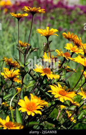 Yellow False sunflower, Heliopsis 'Burning Hearts' in Garden, Decorative, Hardy, Flowers Attractive Plants Stock Photo