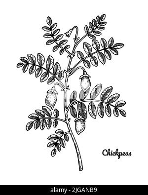 Hand drawn chickpeas branch with leaves and pods. Botany vector illustration in sketch style Stock Vector