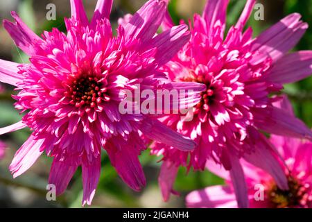 Beautiful Pink Flowers, Pink Echinacea, Coneflower, Pink Coneflowers, Summer Flower Heads Stock Photo