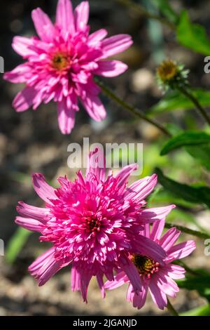Pink Coneflowers, Echinacea Coneflower, Little Flower Echinacea 'Mini Belle' Stock Photo