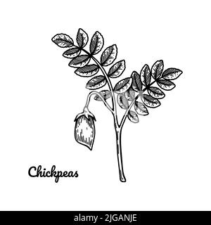 Hand drawn chickpeas branch with leaves and pod. Botany vector illustration in sketch style Stock Vector