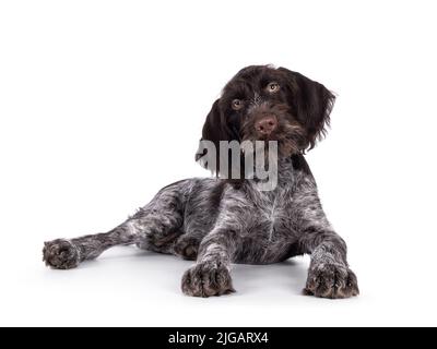 Young brown and white German wirehaired pointer dog pup, laying down. Looking straight to camera. Isolated on a white background. Stock Photo