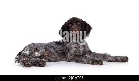 Young brown and white German wirehaired pointer dog pup, laying down side ways. Looking straight to camera. Isolated on a white background. Stock Photo