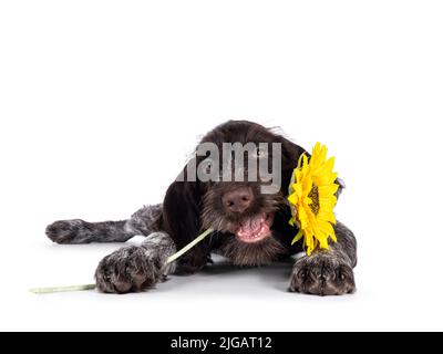 Young brown and white German wirehaired pointer dog pup, laying down holding sunfloer in mouth. Looking straight to camera. Isolated on a white backgr Stock Photo