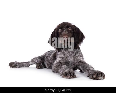 Young brown and white German wirehaired pointer dog pup, laying down. Looking straight to camera. Isolated on a white background. Stock Photo